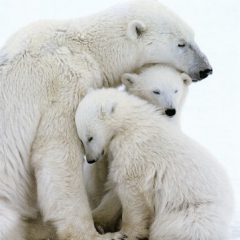 bearfamily