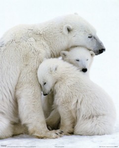 bearfamily bearfamily 241x300 Todays Soul Stirring Parenting Posts 08/29/11