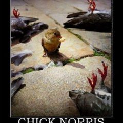 chick-norris