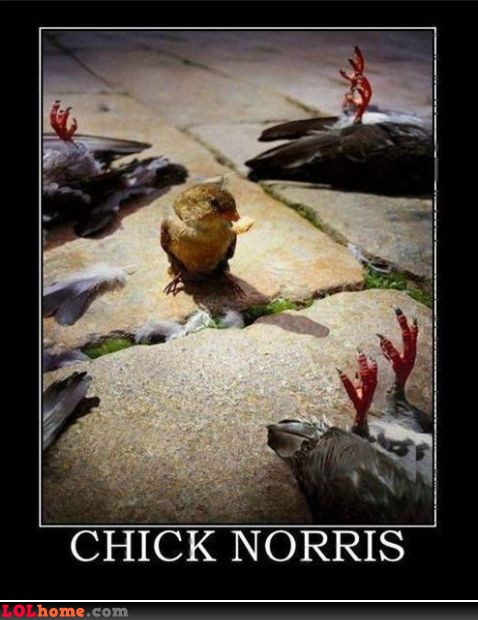 chick-norris