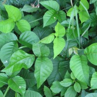 “Help!  How Do I Treat Poison Ivy?”