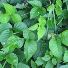 poisonivy